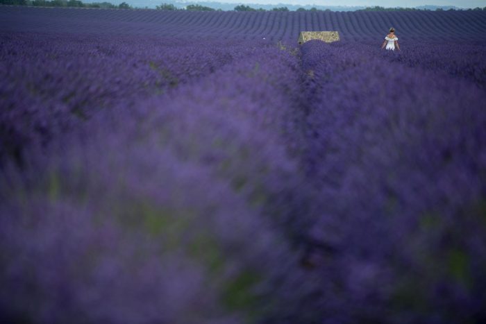 Lavanda