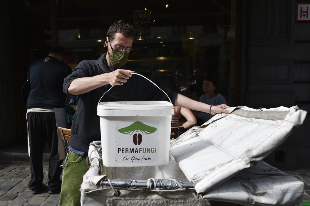 champiñones cultivados en cafe
