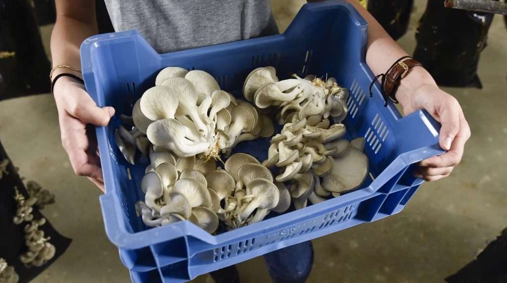champiñones cultivados en borra del café