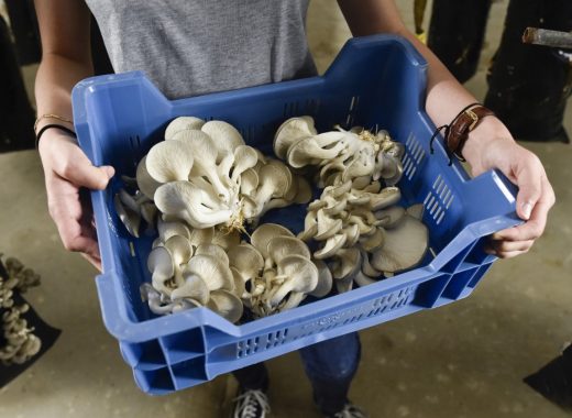 champiñones cultivados en borra del café