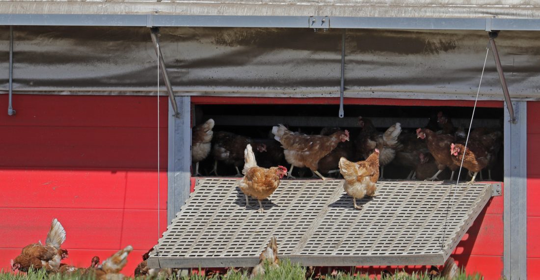 perros y gallinas