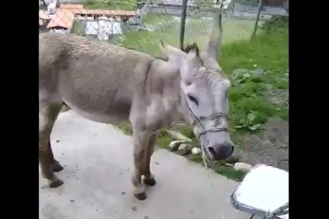 ley contra el odio burro merida 