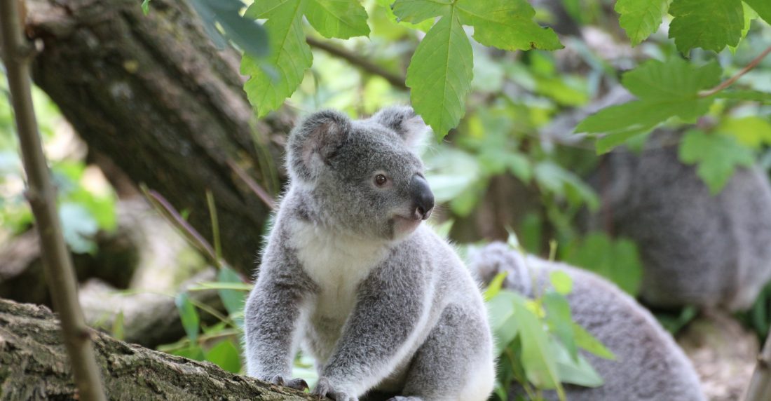 koalas