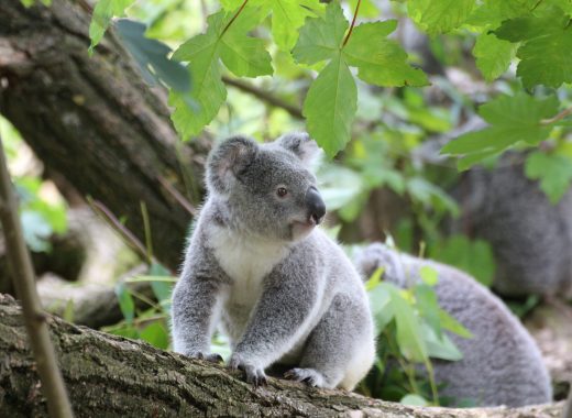 koalas