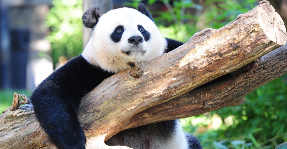 panda