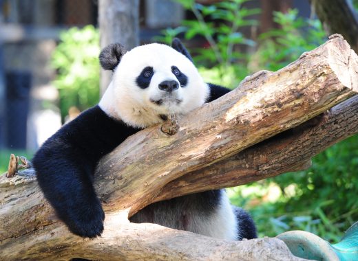 panda