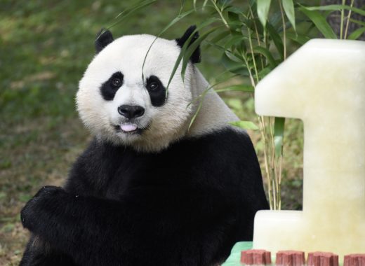 panda