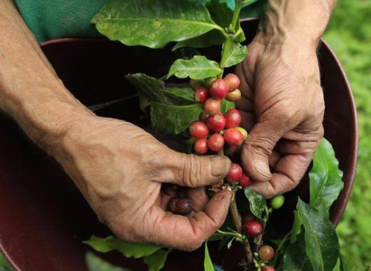 Café colombiano