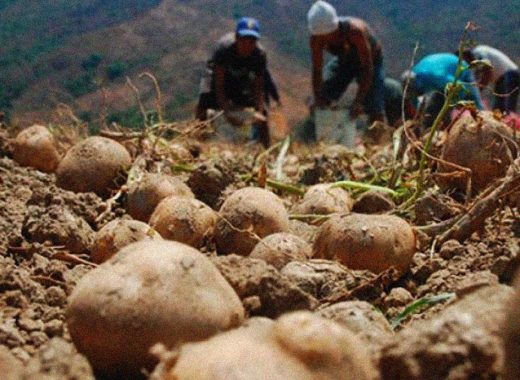 Celso Fantinel campo fedeagro agricultura