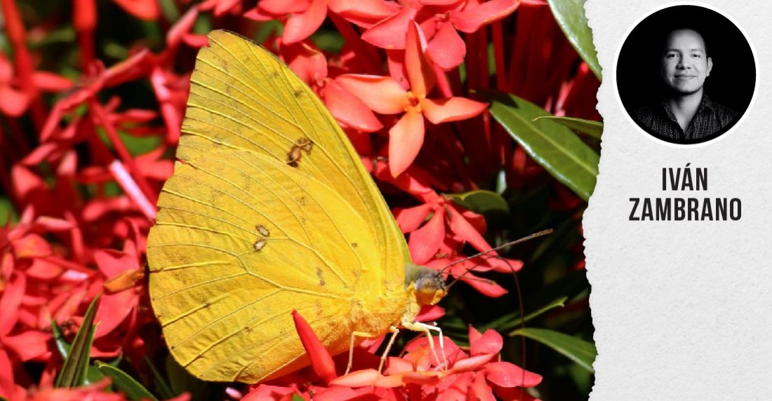 mariposas