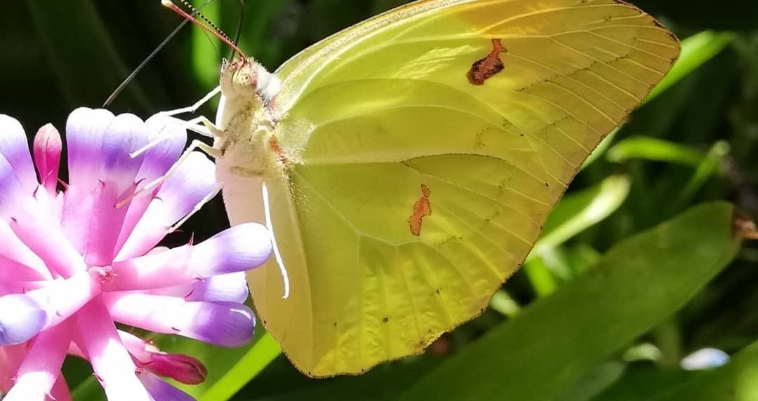 mariposas amarillas