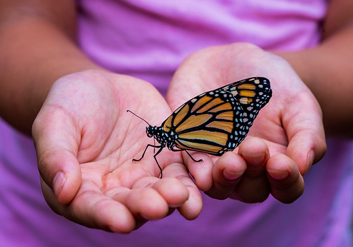 mariposas