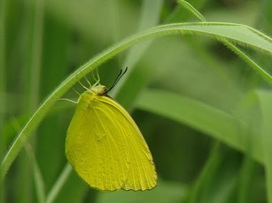 mariposas amarillas