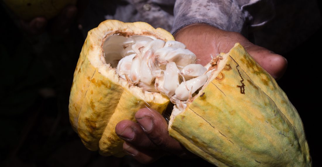 cacao latinoamericano