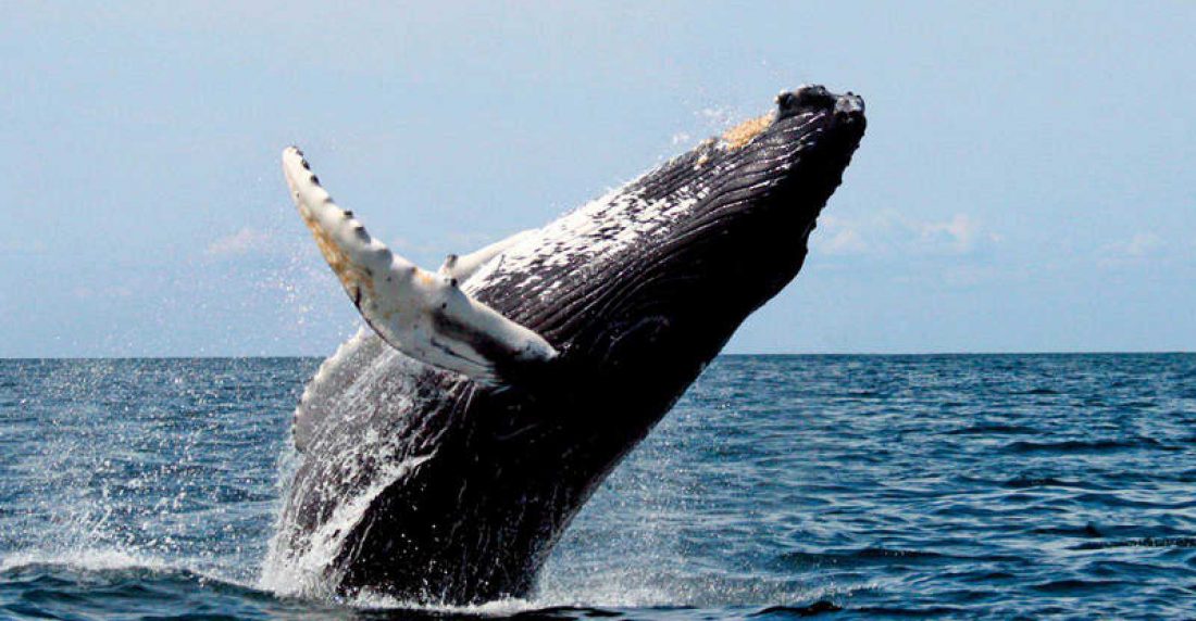 una ballena