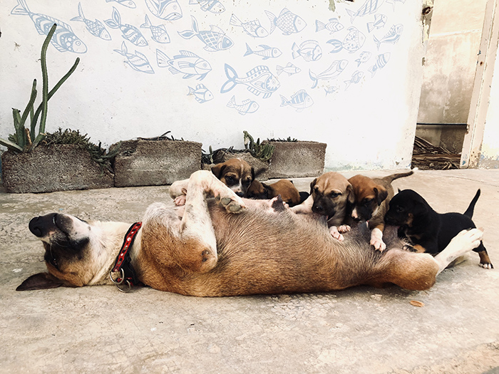 perros