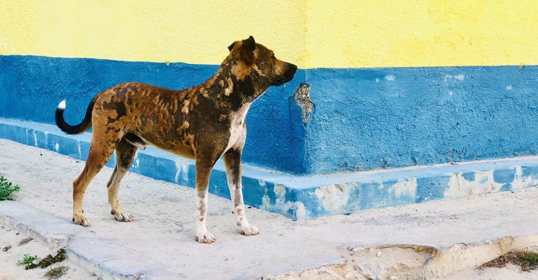 perros