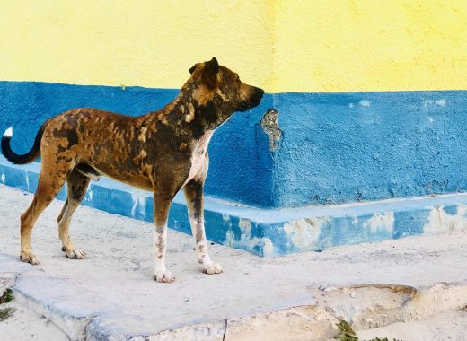 perros