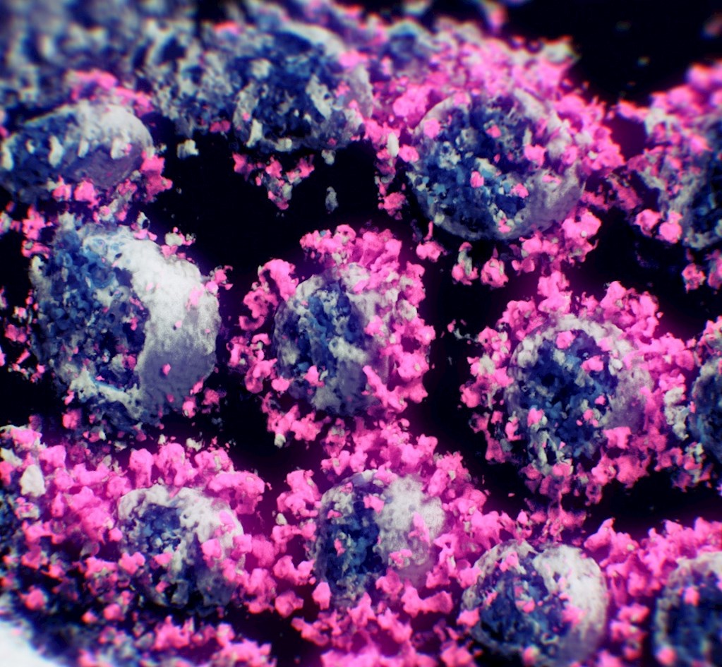 por qué muta el coronavirus