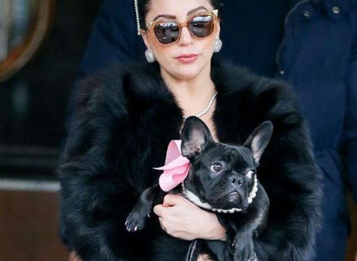 paseador lady gaga