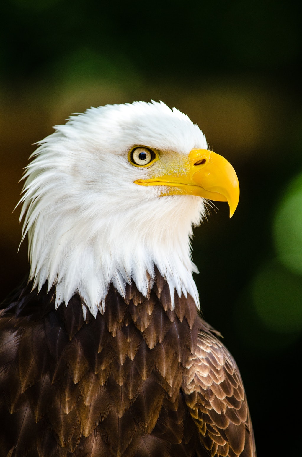 águila