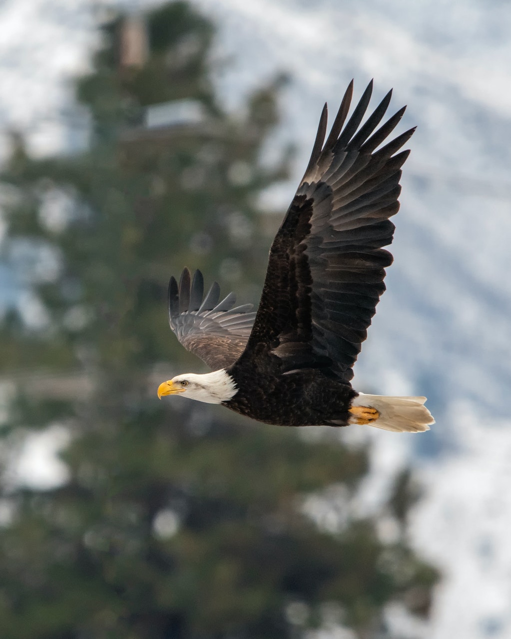 águila