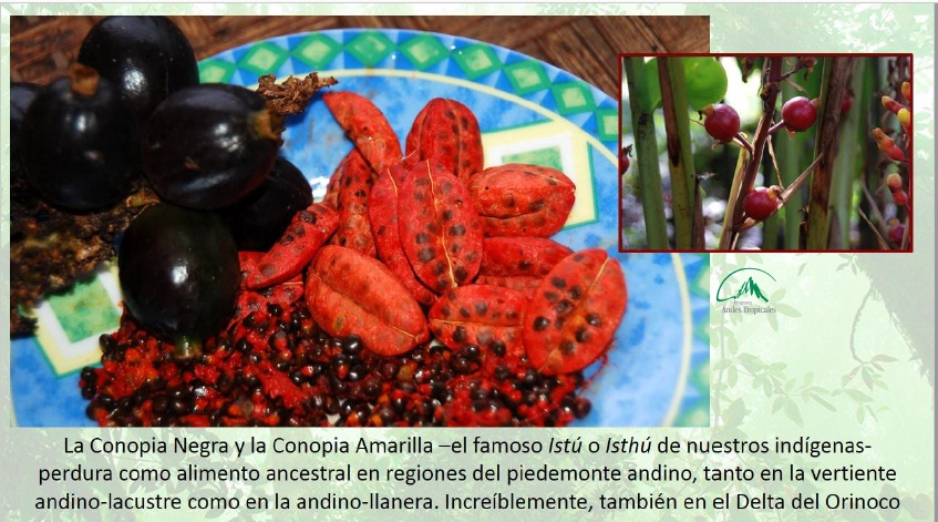 alimentos
