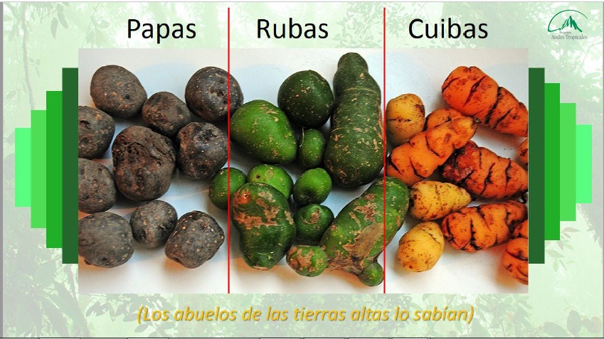 alimentos andinos