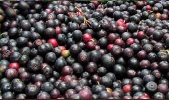 alimentos andinos