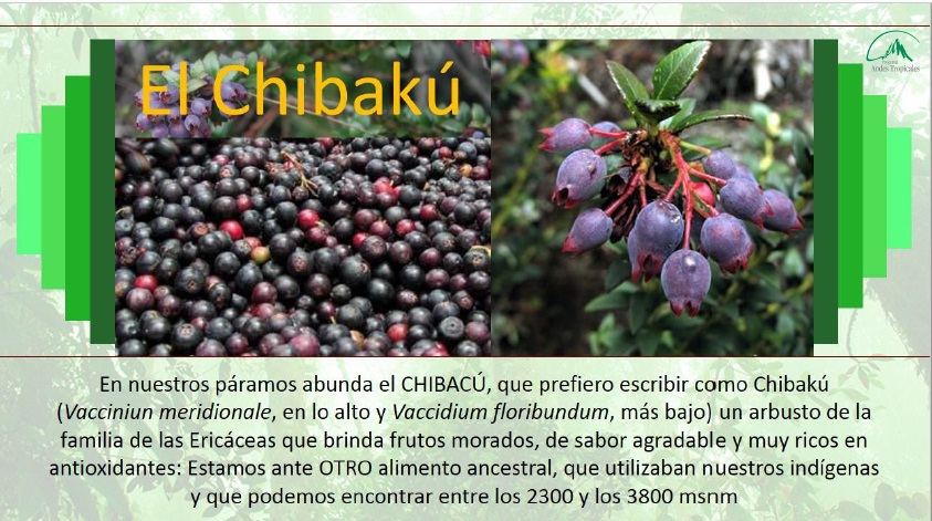 alimentos
