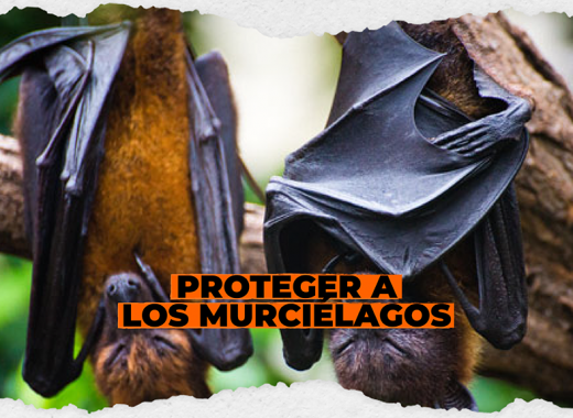 Murciélagos en Ruanda