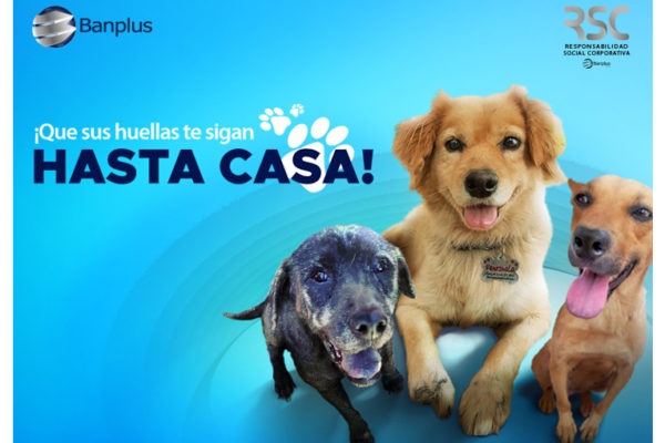 Banplus perros