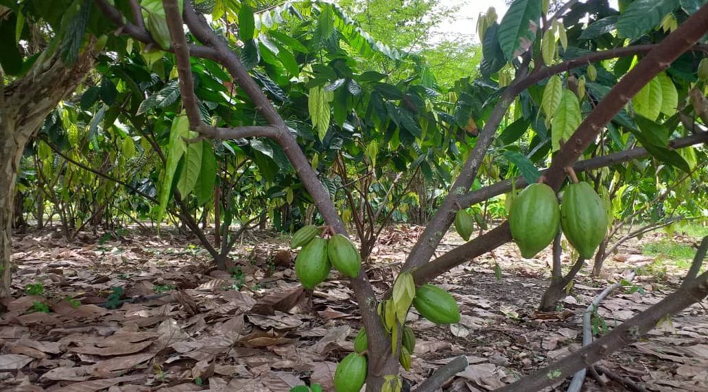 El Quilombo