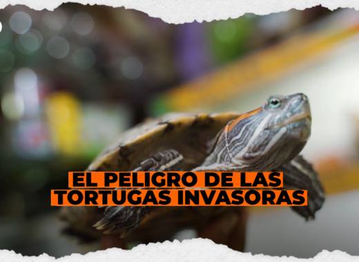 dw español