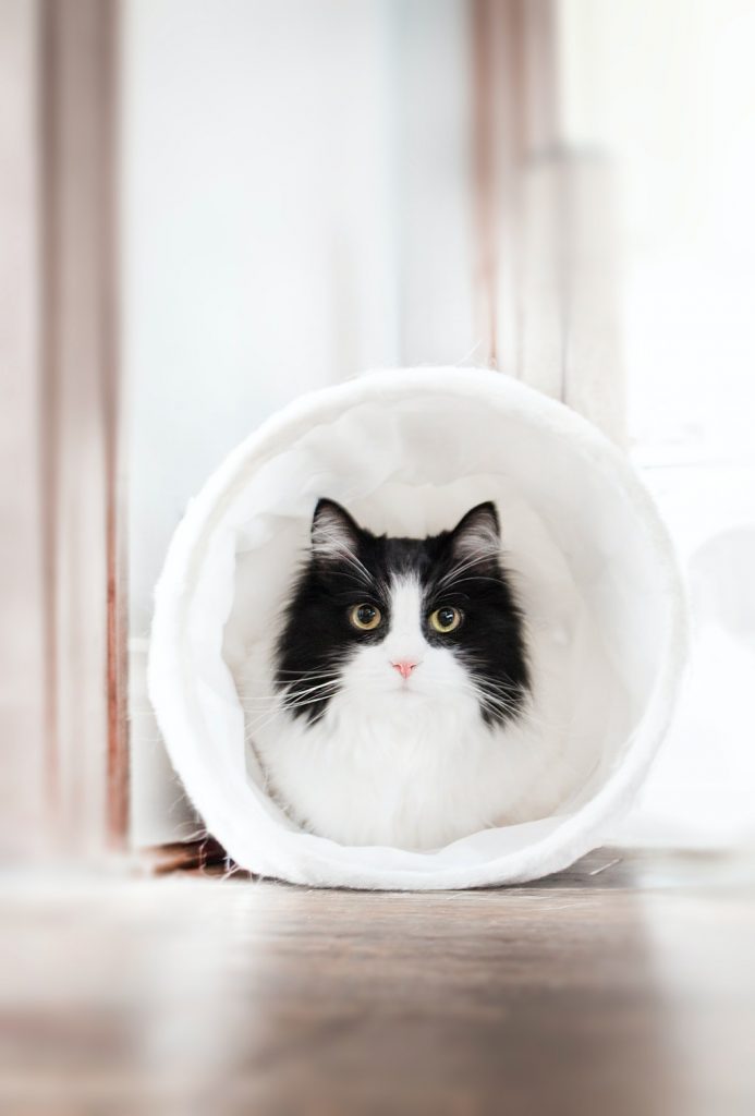 gato
