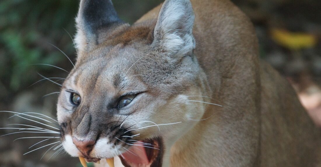puma cantante española