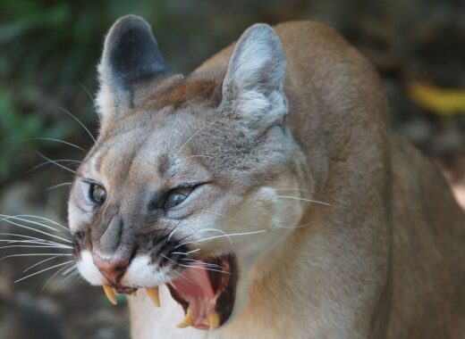 puma cantante española