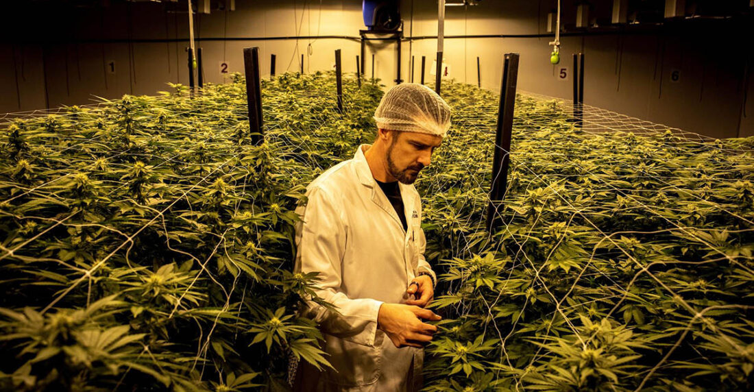 marihuana
