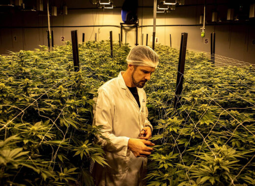 marihuana