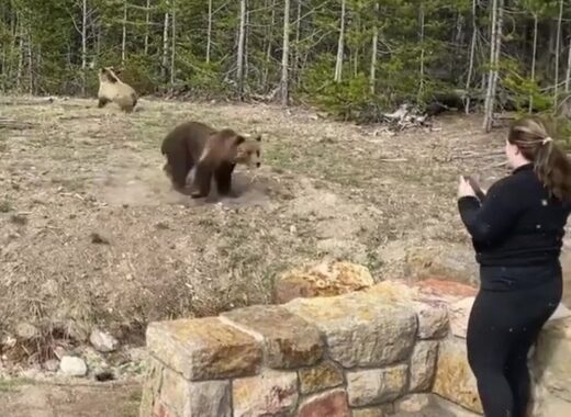 grizzly