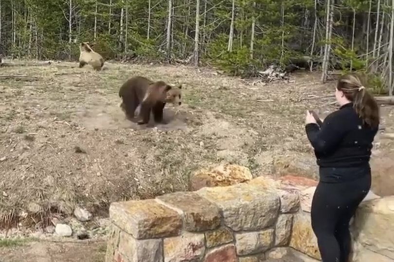 grizzly