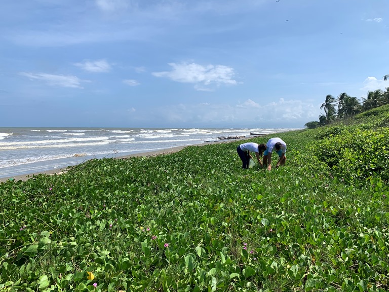 En plena faena de cosecha de vegetales marinos