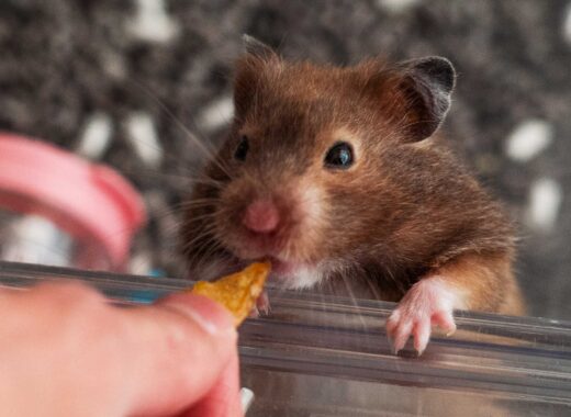 Hámsteres al matadero en Honk Kong
