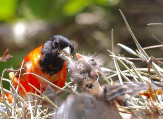 Cardenalito, proyecto de Provita
