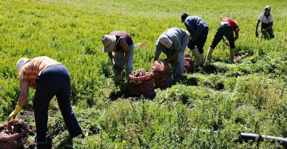 fedeagro
