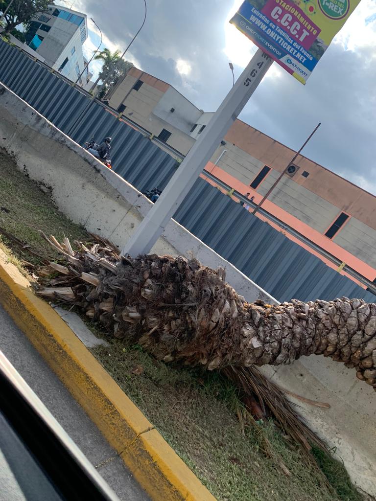 árbol