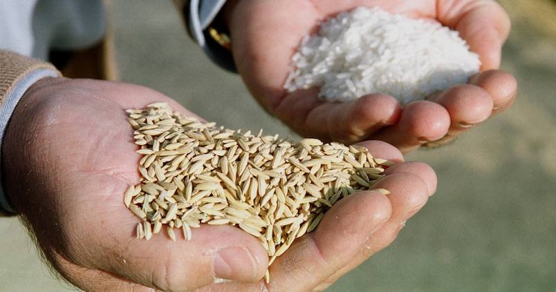 fedeagro arroz