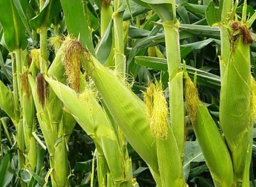 región Central siglas de los plásticos