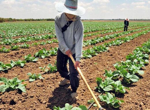 Agricultura y abastecimiento en Venezuela, alto riesgo
