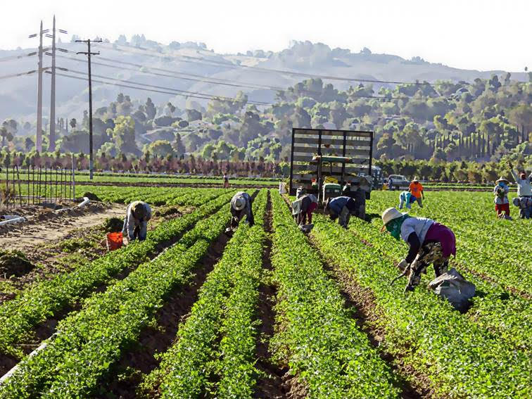 Irse a EEUU a recoger cosechas: una apuesta de alto riesgo para trabajadores